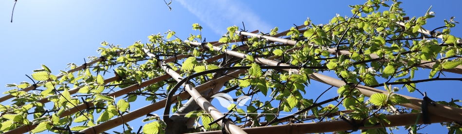 Leibomen online bestellen | leihaagbeuk | Gardline